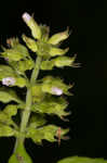 Slender wild basil